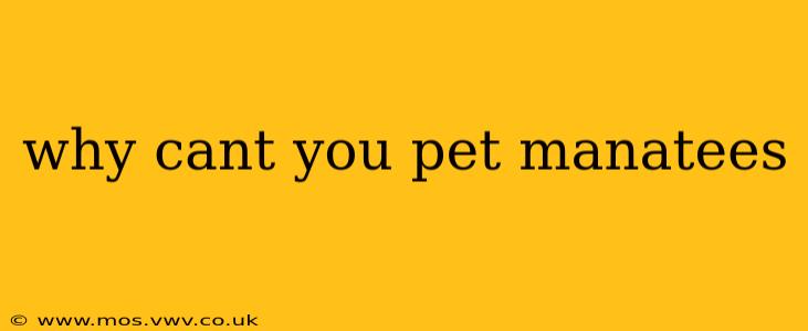 why cant you pet manatees
