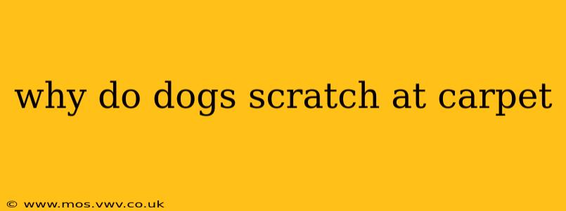 why do dogs scratch at carpet