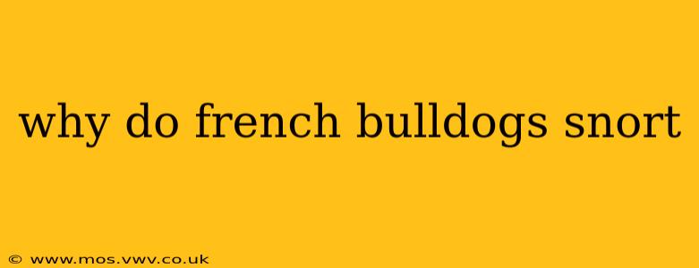 why do french bulldogs snort