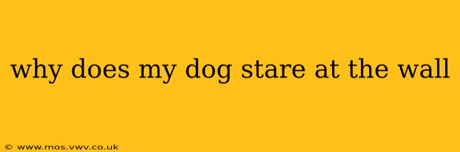 why does my dog stare at the wall