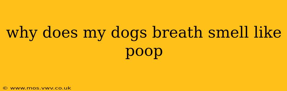 why does my dogs breath smell like poop