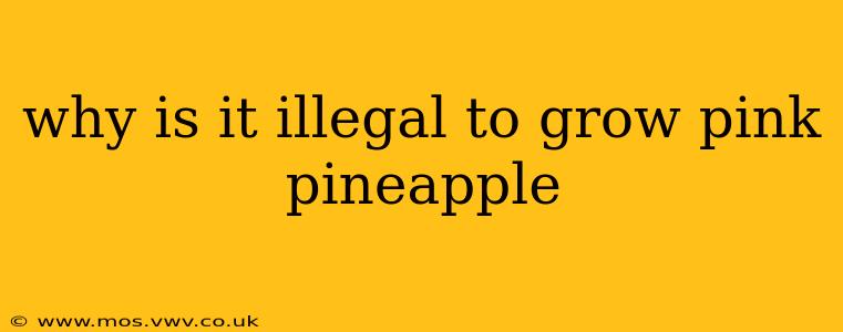 why is it illegal to grow pink pineapple
