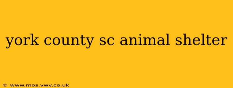 york county sc animal shelter